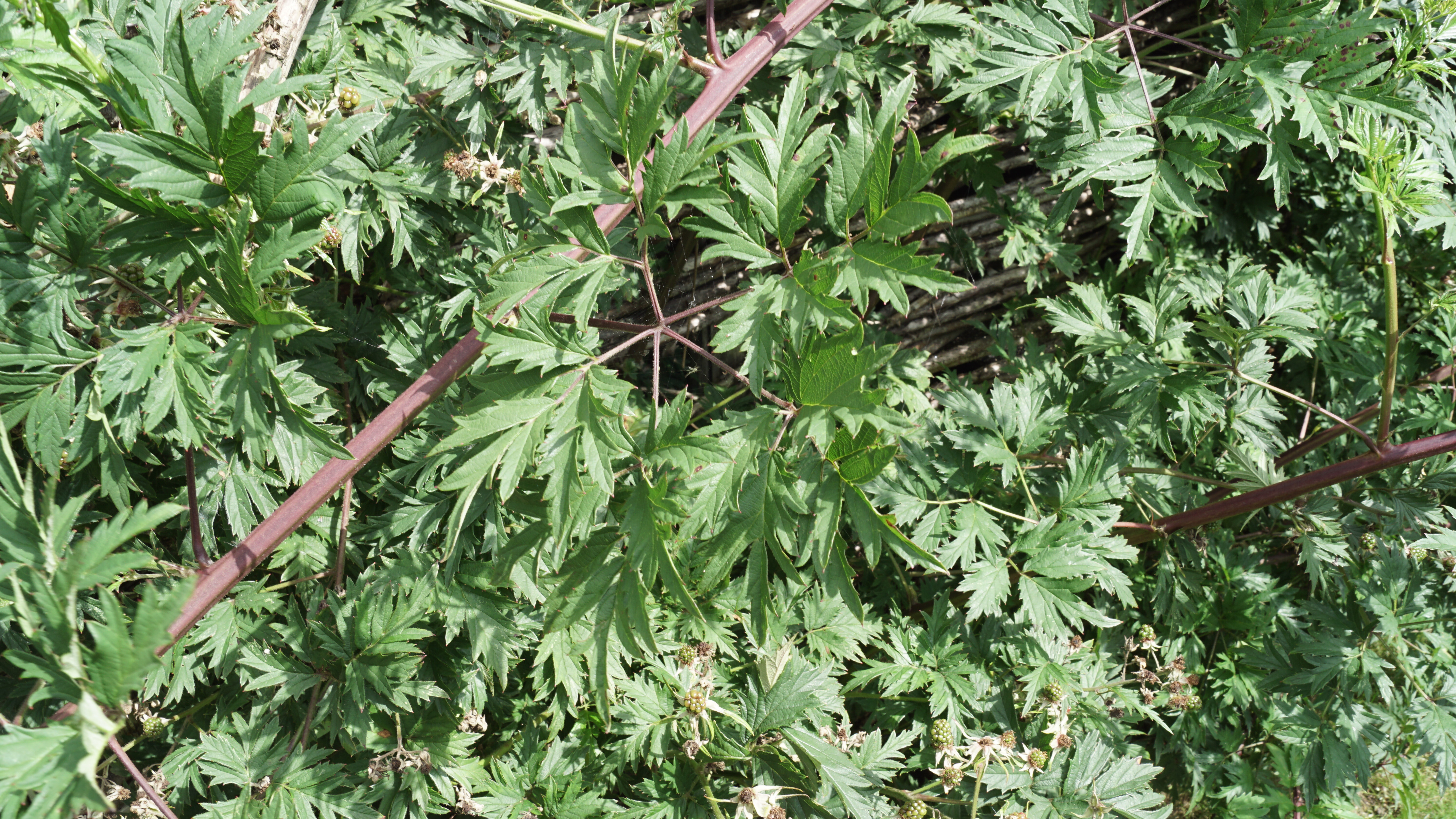 Rubus fruticosus Thornless Evergreen (3)
